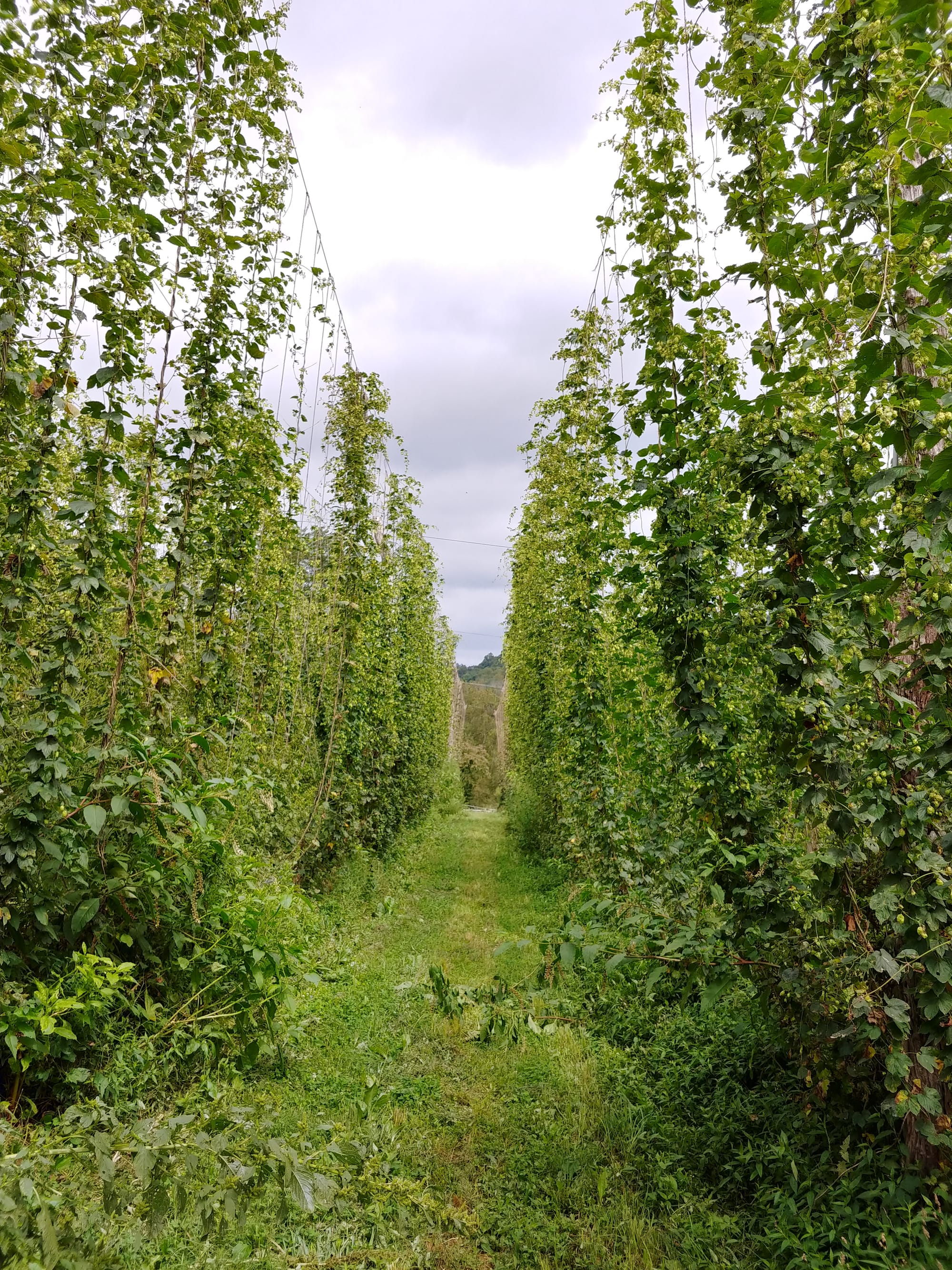 Kelly Ridge Farms