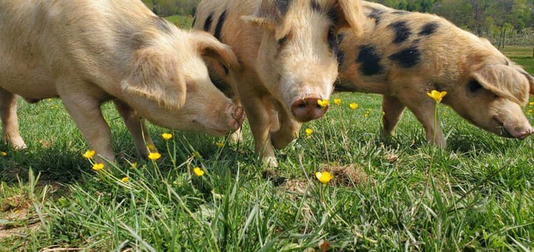 Kelly Ridge Farms Pork